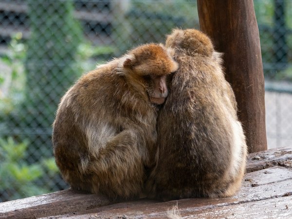 Le zoo de Beauval se situe dans quel département ?